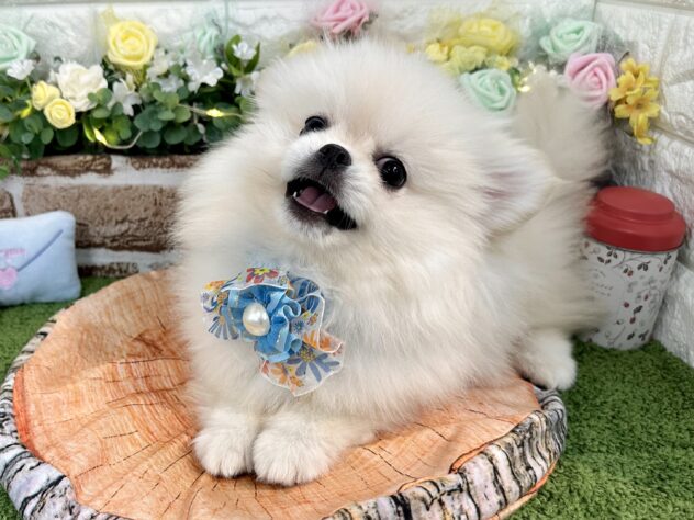 兵庫県のペキポメ/ポメペキ(ペキニーズ×ポメラニアン) (ワンキャラット アミーゴ姫路花田店/2025年11月9日生まれ/男の子/ホワイト)の子犬の2枚目の画像