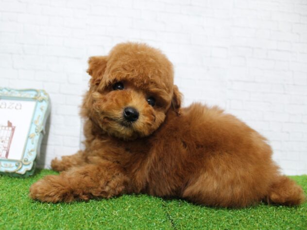 兵庫県のトイプードル(トイ) (ペット・プラザ アミーゴ尼崎昭和通店/2026年1月20日生まれ/男の子/レッドフォーン)の子犬の3枚目の画像