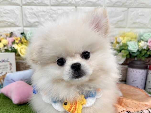 兵庫県のペキポメ/ポメペキ(ペキニーズ×ポメラニアン) (ワンキャラット アミーゴ姫路花田店/2025年11月9日生まれ/男の子/ホワイト)の子犬の1枚目の画像