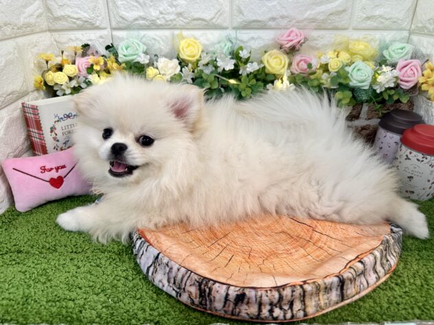 兵庫県のペキポメ/ポメペキ(ペキニーズ×ポメラニアン) (ワンキャラット アミーゴ姫路花田店/2025年11月9日生まれ/男の子/ホワイト)の子犬の3枚目の画像