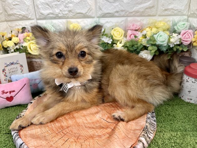 兵庫県のポメラニアン (ワンキャラット アミーゴ姫路花田店/2025年8月24日生まれ/女の子/オレンジ)の子犬の2枚目の画像
