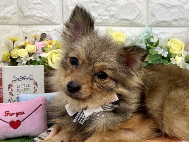 兵庫県のポメラニアン (ワンキャラット アミーゴ姫路花田店/2025年8月24日生まれ/女の子/オレンジ)の子犬の1枚目の画像