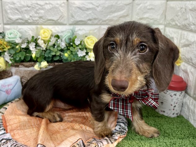 兵庫県のミニチュアダックスフンド(ロング) (ワンキャラット アミーゴ姫路花田店/2025年10月24日生まれ/女の子/チョコレートタン)の子犬の2枚目の画像