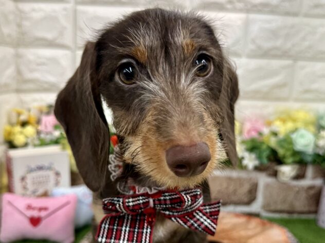 兵庫県のミニチュアダックスフンド(ロング) (ワンキャラット アミーゴ姫路花田店/2025年10月24日生まれ/女の子/チョコレートタン)の子犬の1枚目の画像