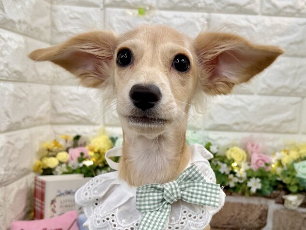 兵庫県のチワックス(チワワ×ダックス) (ワンキャラット アミーゴ姫路花田店/2025年10月27日生まれ/男の子/クリーム)の子犬の1枚目の画像