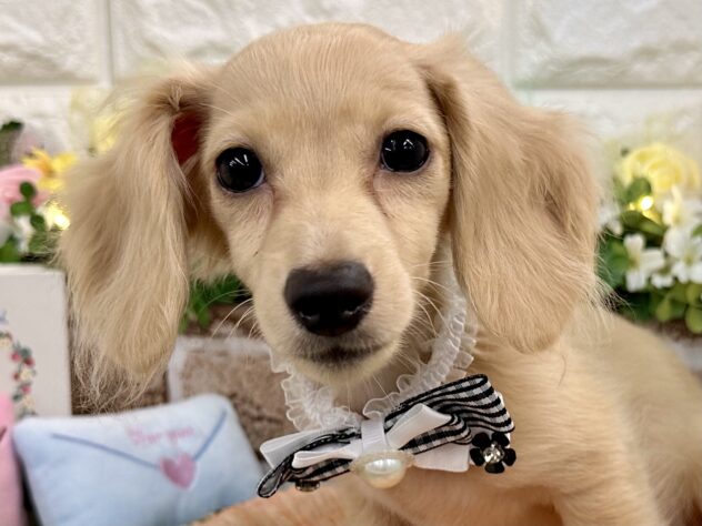 兵庫県のカニンヘンダックスフンド(ロング) (ワンキャラット アミーゴ姫路花田店/2025年11月25日生まれ/男の子/イエロー)の子犬