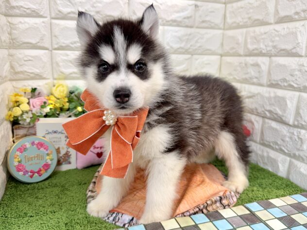 兵庫県のシベリアンハスキー (ワンキャラット アミーゴ姫路花田店/2026年1月8日生まれ/男の子/ブラックホワイト)の子犬の4枚目の画像