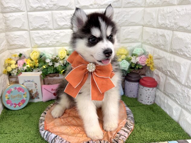 兵庫県のシベリアンハスキー (ワンキャラット アミーゴ姫路花田店/2026年1月8日生まれ/男の子/ブラックホワイト)の子犬の3枚目の画像