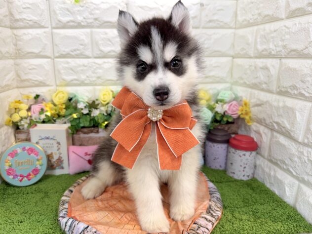 兵庫県のシベリアンハスキー (ワンキャラット アミーゴ姫路花田店/2026年1月8日生まれ/男の子/ブラックホワイト)の子犬の2枚目の画像