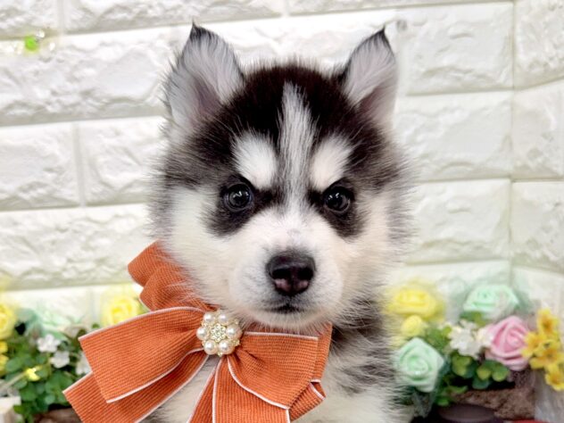 兵庫県のシベリアンハスキー (ワンキャラット アミーゴ姫路花田店/2026年1月8日生まれ/男の子/ブラックホワイト)の子犬の1枚目の画像