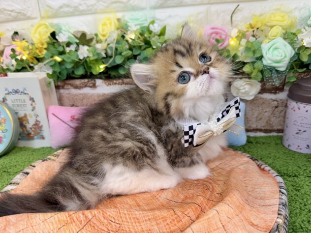 兵庫県のミヌエット (ワンキャラット アミーゴ姫路花田店/2026年1月2日生まれ/男の子/ブラウンタビーホワイト)の子猫の4枚目の画像