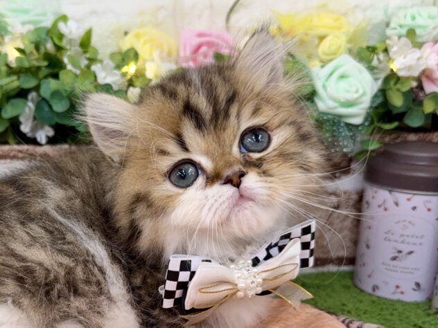 兵庫県のミヌエット (ワンキャラット アミーゴ姫路花田店/2026年1月2日生まれ/男の子/ブラウンタビーホワイト)の子猫の1枚目の画像