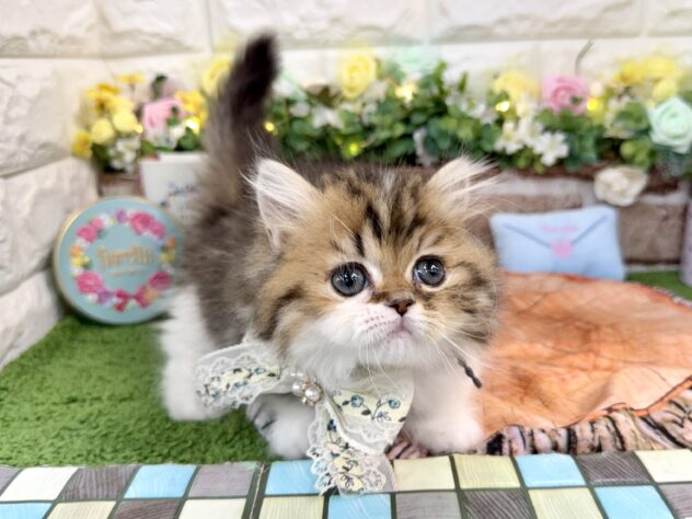 兵庫県のミヌエット (ワンキャラット アミーゴ姫路花田店/2026年1月2日生まれ/男の子/ブラウンタビーホワイト)の子猫の3枚目の画像