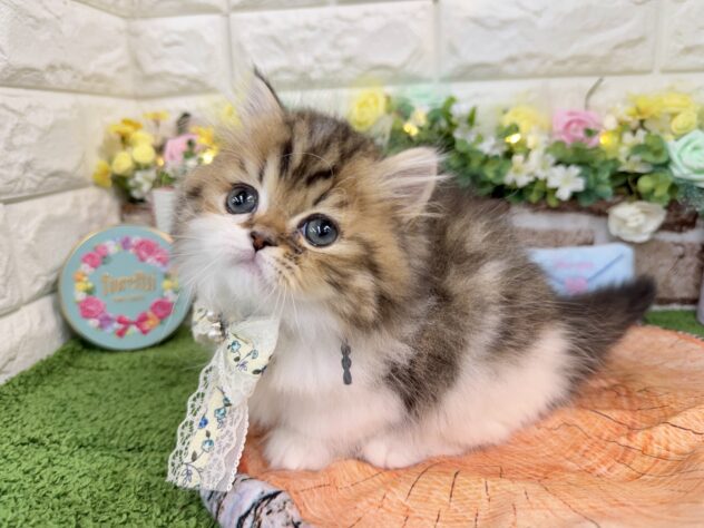 兵庫県のミヌエット (ワンキャラット アミーゴ姫路花田店/2026年1月2日生まれ/男の子/ブラウンタビーホワイト)の子猫の2枚目の画像