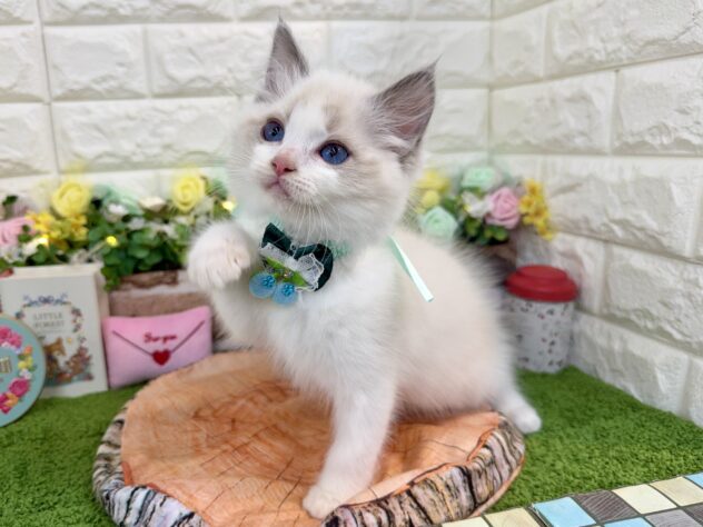 兵庫県のラグドール (ワンキャラット アミーゴ姫路花田店/2025年12月27日生まれ/男の子/ブルーポイントバイカラー)の子猫の3枚目の画像