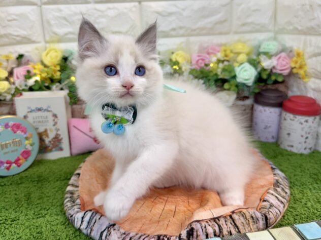 兵庫県のラグドール (ワンキャラット アミーゴ姫路花田店/2025年12月27日生まれ/男の子/ブルーポイントバイカラー)の子猫の2枚目の画像