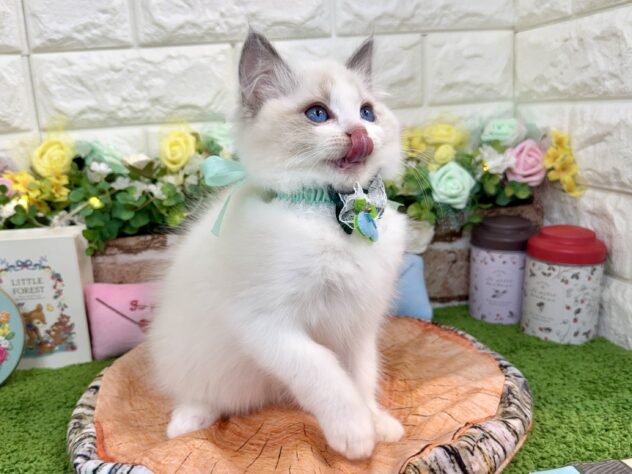 兵庫県のラグドール (ワンキャラット アミーゴ姫路花田店/2025年12月27日生まれ/男の子/ブルーポイントバイカラー)の子猫の4枚目の画像