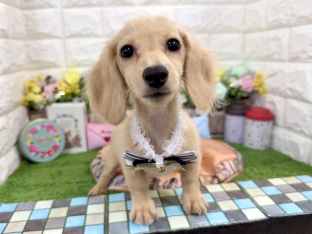 兵庫県のカニンヘンダックスフンド(ロング) (ワンキャラット アミーゴ姫路花田店/2025年11月25日生まれ/男の子/イエロー)の子犬の2枚目の画像