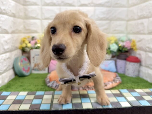 兵庫県のカニンヘンダックスフンド(ロング) (ワンキャラット アミーゴ姫路花田店/2025年11月25日生まれ/男の子/イエロー)の子犬の3枚目の画像