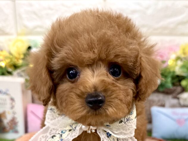 2026年1月9日生まれのトイプードル(トイ)