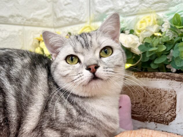 兵庫県のスコティッシュフォールド (ワンキャラット アミーゴ姫路花田店/2025年3月13日生まれ/女の子/シルバーパッチドタビー)の子猫の1枚目の画像