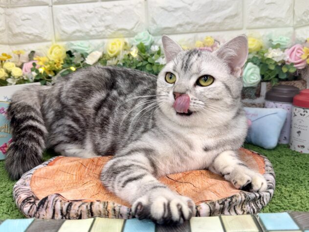 兵庫県のスコティッシュフォールド (ワンキャラット アミーゴ姫路花田店/2025年3月13日生まれ/女の子/シルバーパッチドタビー)の子猫の4枚目の画像