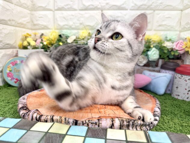 兵庫県のスコティッシュフォールド (ワンキャラット アミーゴ姫路花田店/2025年3月13日生まれ/女の子/シルバーパッチドタビー)の子猫の3枚目の画像