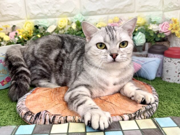 兵庫県のスコティッシュフォールド (ワンキャラット アミーゴ姫路花田店/2025年3月13日生まれ/女の子/シルバーパッチドタビー)の子猫の2枚目の画像