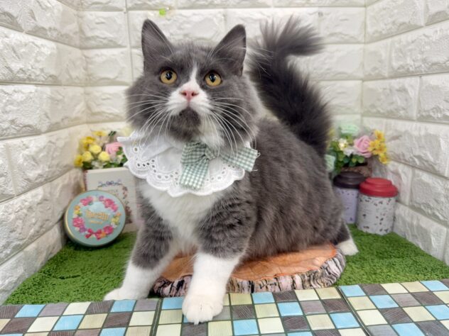 兵庫県のラガマフィン (ワンキャラット アミーゴ姫路花田店/2025年8月31日生まれ/女の子/ブルーホワイト)の子猫の3枚目の画像