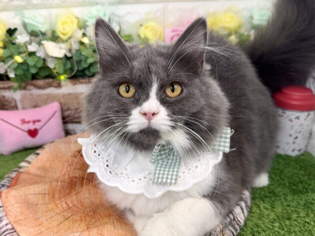 兵庫県のラガマフィン (ワンキャラット アミーゴ姫路花田店/2025年8月31日生まれ/女の子/ブルーホワイト)の子猫の1枚目の画像