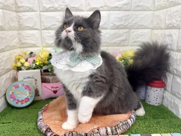 兵庫県のラガマフィン (ワンキャラット アミーゴ姫路花田店/2025年8月31日生まれ/女の子/ブルーホワイト)の子猫の4枚目の画像