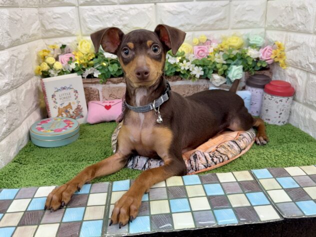 兵庫県のミニチュアピンシャー (ワンキャラット アミーゴ姫路花田店/2025年9月20日生まれ/男の子/チョコレートタン)の子犬の2枚目の画像