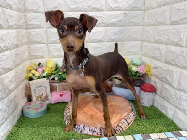 兵庫県のミニチュアピンシャー (ワンキャラット アミーゴ姫路花田店/2025年9月20日生まれ/男の子/チョコレートタン)の子犬の3枚目の画像