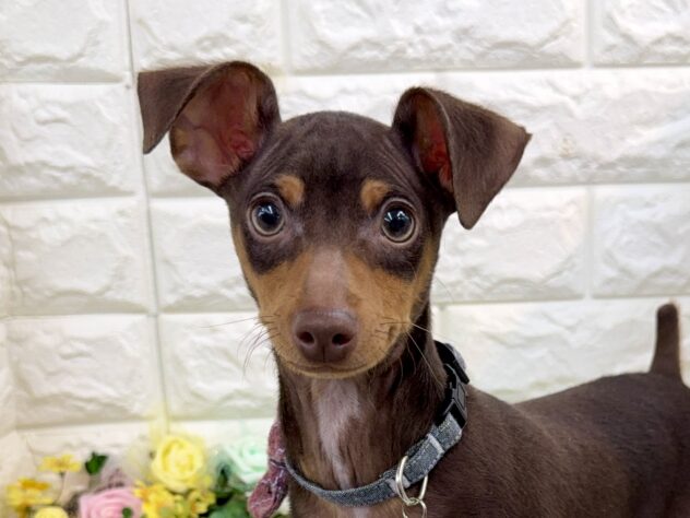 兵庫県のミニチュアピンシャー (ワンキャラット アミーゴ姫路花田店/2025年9月20日生まれ/男の子/チョコレートタン)の子犬の1枚目の画像