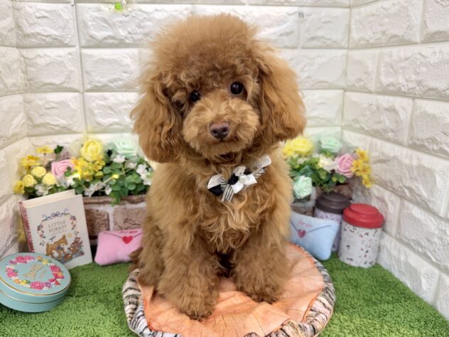 兵庫県のトイプードル(トイ) (ワンキャラット アミーゴ姫路花田店/2025年7月23日生まれ/女の子/レッドフォーン)の子犬の4枚目の画像