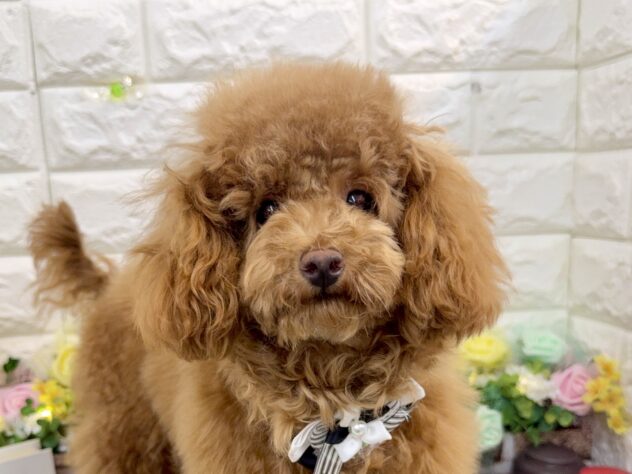 兵庫県のトイプードル(トイ) (ワンキャラット アミーゴ姫路花田店/2025年7月23日生まれ/女の子/レッドフォーン)の子犬の1枚目の画像