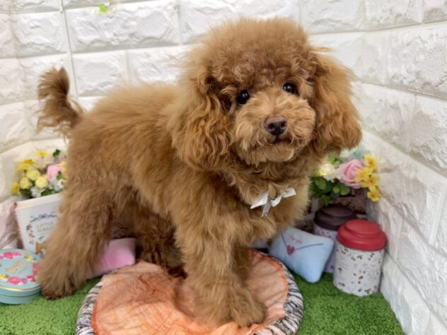 兵庫県のトイプードル(トイ) (ワンキャラット アミーゴ姫路花田店/2025年7月23日生まれ/女の子/レッドフォーン)の子犬の3枚目の画像