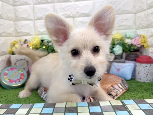 兵庫県のポメプー(ポメラニアン×プードル) (ワンキャラット アミーゴ姫路花田店/2025年10月24日生まれ/男の子/クリーム)の子犬の1枚目の画像