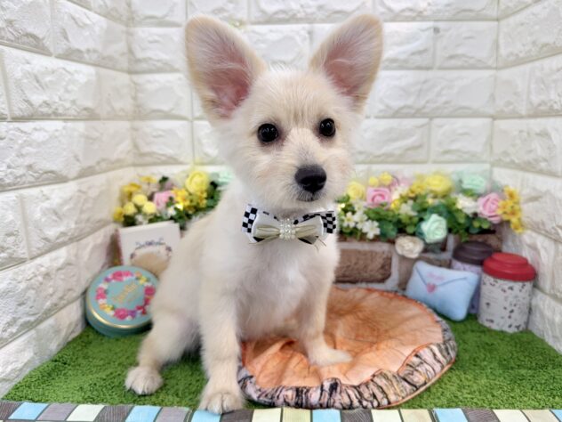 兵庫県のポメプー(ポメラニアン×プードル) (ワンキャラット アミーゴ姫路花田店/2025年10月24日生まれ/男の子/クリーム)の子犬の2枚目の画像