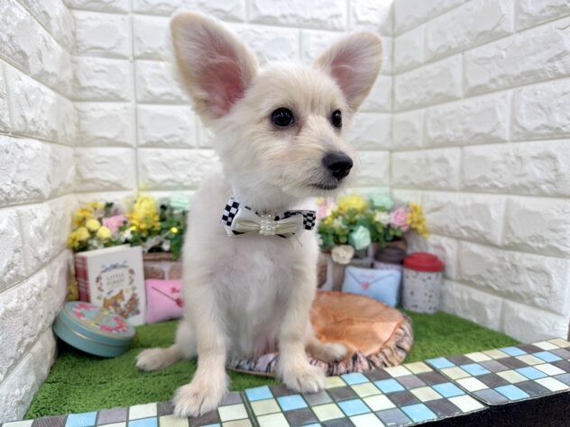 兵庫県のポメプー(ポメラニアン×プードル) (ワンキャラット アミーゴ姫路花田店/2025年10月24日生まれ/男の子/クリーム)の子犬の3枚目の画像