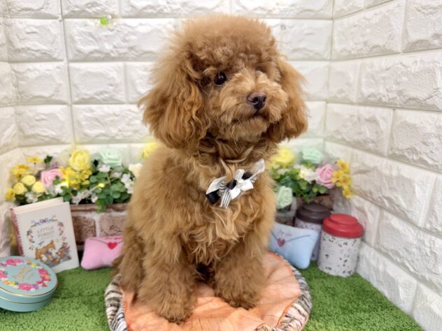 兵庫県のトイプードル(トイ) (ワンキャラット アミーゴ姫路花田店/2025年7月23日生まれ/女の子/レッドフォーン)の子犬の2枚目の画像