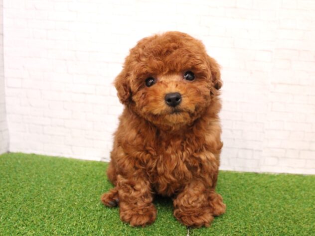 兵庫県のトイプードル(トイ) (ペット・プラザ アミーゴ尼崎昭和通店/2026年1月20日生まれ/女の子/レッドフォーン)の子犬の1枚目の画像