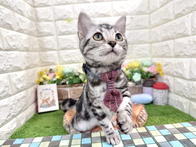 兵庫県のアメリカンショートヘアー (ワンキャラット アミーゴ姫路花田店/2025年12月4日生まれ/男の子/シルバータビー)の子猫の4枚目の画像