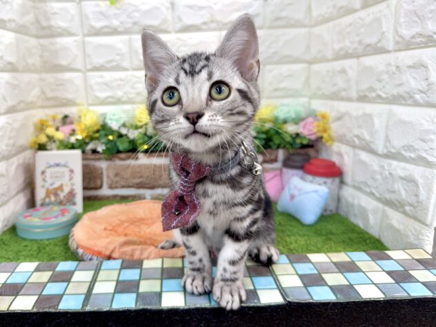 兵庫県のアメリカンショートヘアー (ワンキャラット アミーゴ姫路花田店/2025年12月4日生まれ/男の子/シルバータビー)の子猫の3枚目の画像