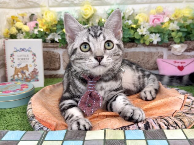 兵庫県のアメリカンショートヘアー (ワンキャラット アミーゴ姫路花田店/2025年12月4日生まれ/男の子/シルバータビー)の子猫の2枚目の画像