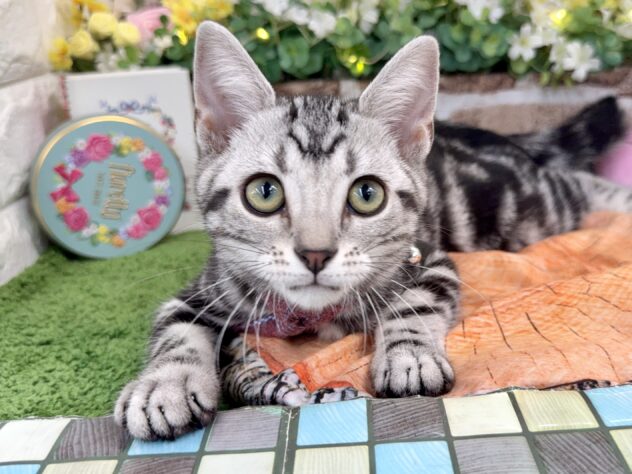 兵庫県のアメリカンショートヘアー (ワンキャラット アミーゴ姫路花田店/2025年12月4日生まれ/男の子/シルバータビー)の子猫の1枚目の画像