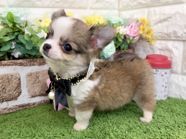 兵庫県のチワワ(ロング) (ワンキャラット アミーゴ姫路花田店/2026年1月1日生まれ/女の子/レッドホワイト)の子犬の2枚目の画像