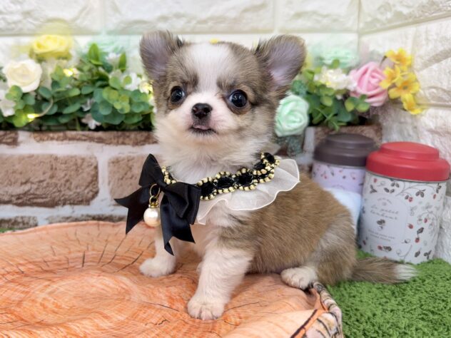 兵庫県のチワワ(ロング) (ワンキャラット アミーゴ姫路花田店/2026年1月1日生まれ/女の子/レッドホワイト)の子犬の3枚目の画像