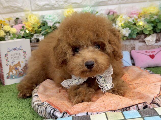 兵庫県のトイプードル(トイ) (ワンキャラット アミーゴ姫路花田店/2025年11月23日生まれ/男の子/レッドフォーン)の子犬の1枚目の画像