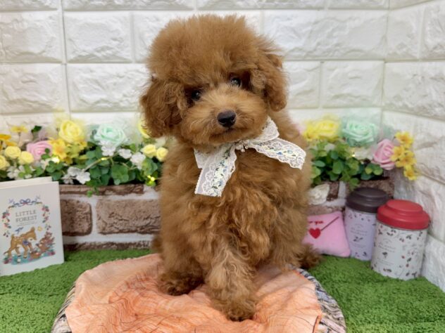 兵庫県のトイプードル(トイ) (ワンキャラット アミーゴ姫路花田店/2025年11月23日生まれ/男の子/レッドフォーン)の子犬の2枚目の画像